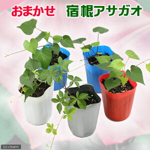 アサガオ 苗の人気商品 通販 価格比較 価格 Com