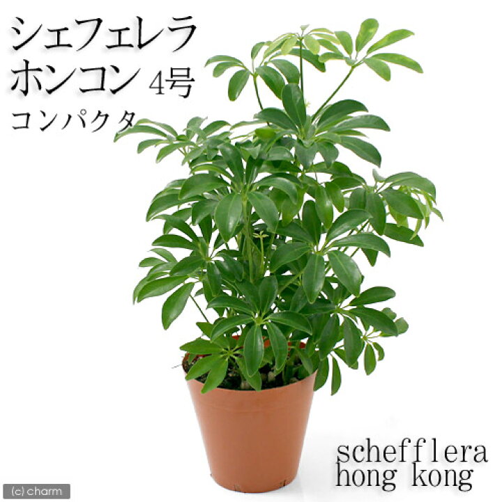 （観葉植物）シェフレラ ホンコン コンパクタ ４号（１鉢） charm 