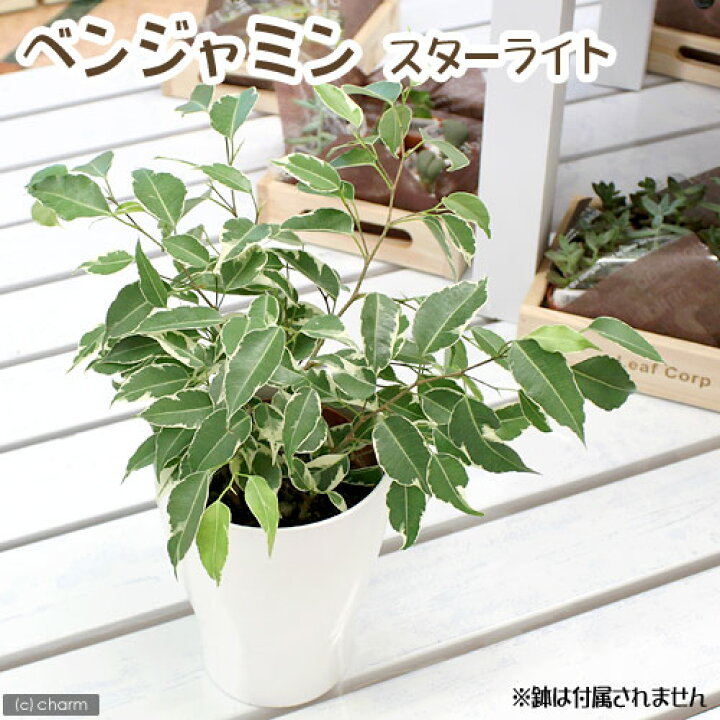楽天市場】（観葉植物）フィカス ベンジャミン スターライト 4号（1 