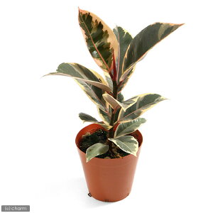 (観葉植物)フィカス エラスティカ ルビー 4号(1鉢)