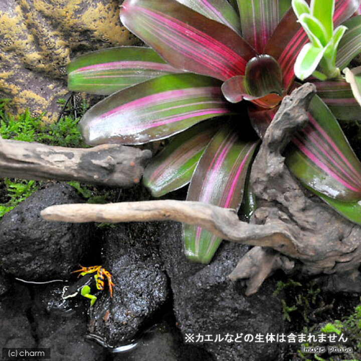 楽天市場 観葉植物 お手軽ビバリウム オールインワンセット カエル ヤモリ 飼育 沖縄別途送料 北海道冬季発送不可 Charm 楽天市場店 楽天市場 観葉植物 お手軽ビバリウム オールインワンセット カエル ヤモリ 飼育 沖縄別途送料 北海道冬季発送不可 Charm 楽天市場店