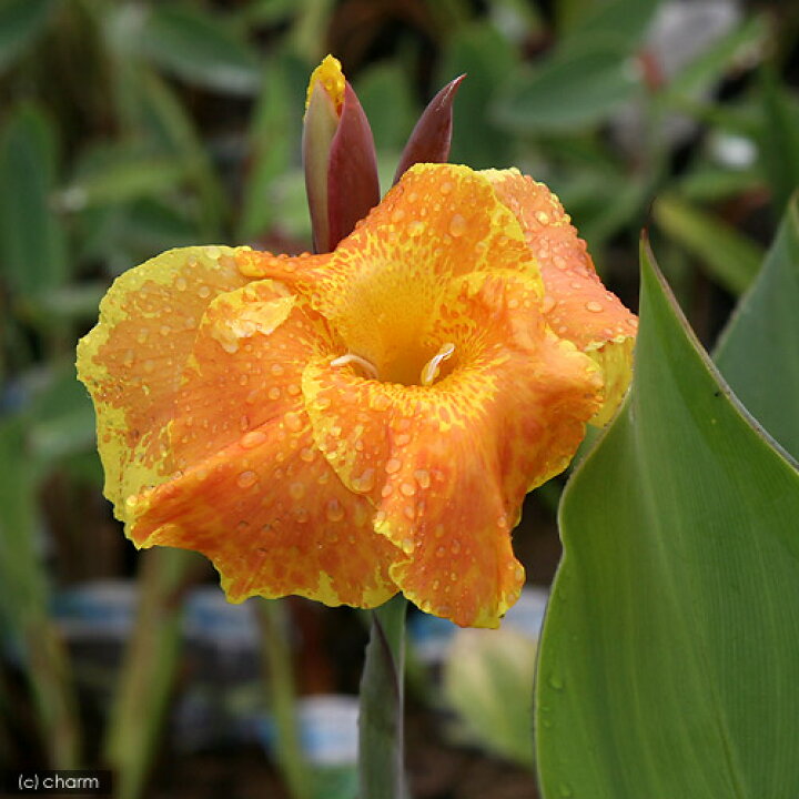 楽天市場 観葉植物 カンナ フローレンスボーガン ４号 １ポット Charm 楽天市場店