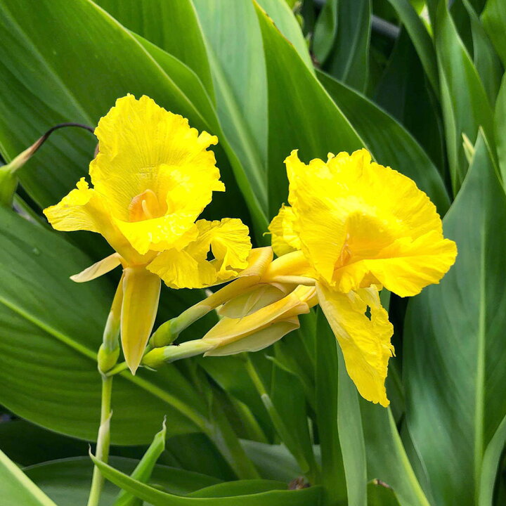 楽天市場 観葉植物 カンナ フラッキダ ４号 １ポット Charm 楽天市場店