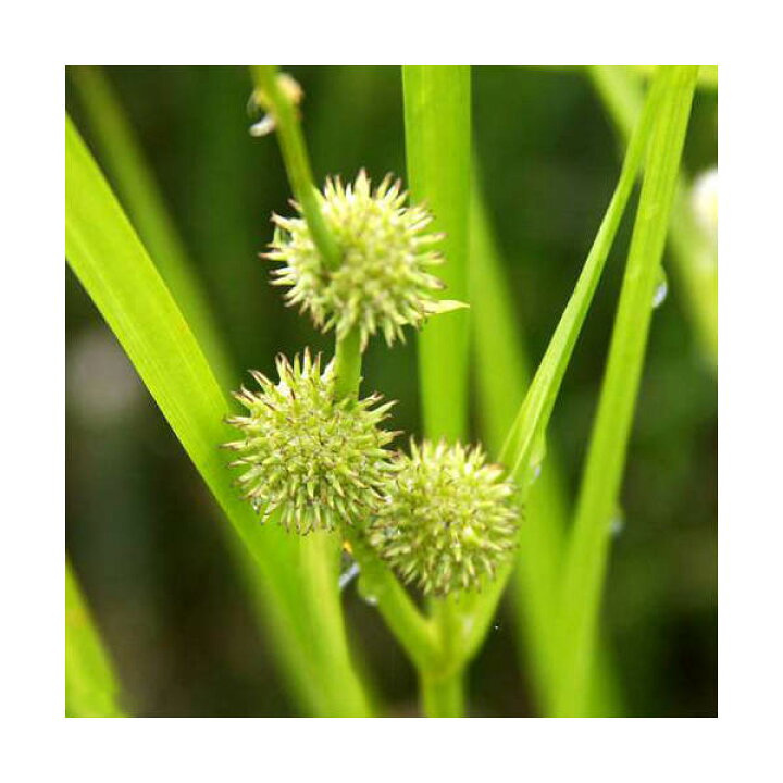 楽天市場 ビオトープ 水辺植物 ミクリ 1ポット 抽水植物 休眠株 Charm 楽天市場店 楽天市場 ビオトープ 水辺植物 ミクリ 1ポット 抽水植物 休眠株 Charm 楽天市場店