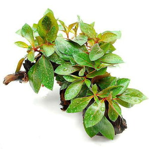 ijhEBWA@yX@r@ؕt@STCYitji_ji1{ji15cmj