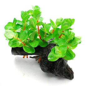 楽天市場 水草 販売 ロタラインディカの通販