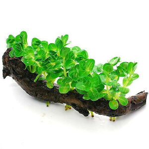 ijO[^@ؕt@STCYitji_ji1{ji15cmj