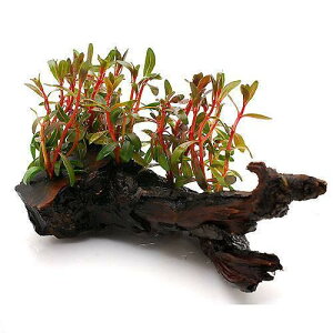 ijAOACA@bh^@ؕt@STCYitji_ji1{ji15cmj