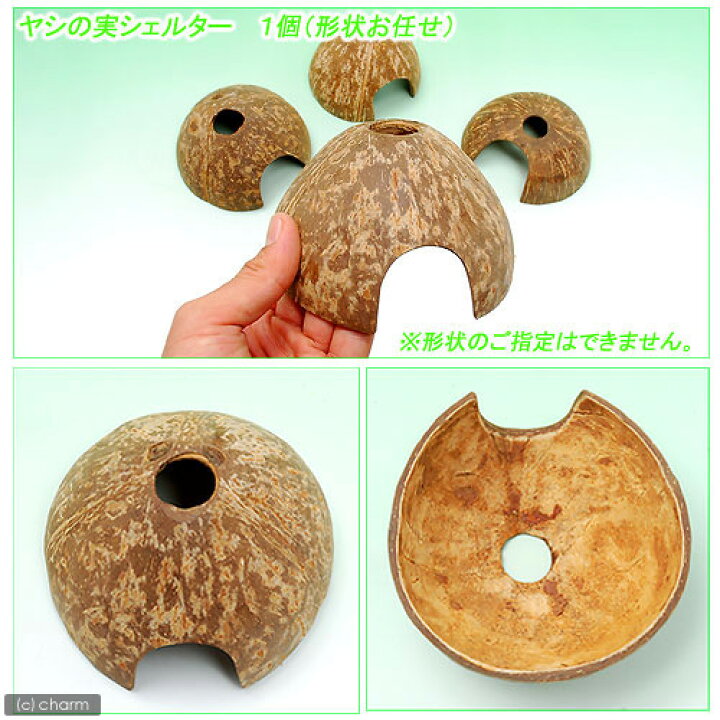 楽天市場】形状お任せ ヤシの実シェルター ハーフカット1個 関東当日便 : charm 楽天市場店 楽天市場】形状お任せ ヤシの実シェルター ハーフカット1個 関東当日便 : charm 楽天市場店