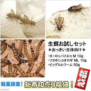 iajaZbg@傫Ȑ̌@ll1_@a