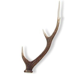 国産 鹿の角 オブジェ Mサイズ 1本 インテリア 関東当日便