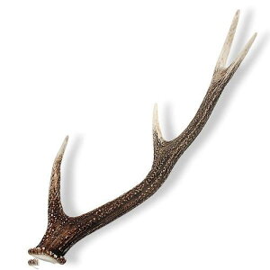 鹿の角 オブジェ Lサイズ 1本 インテリア 関東当日便