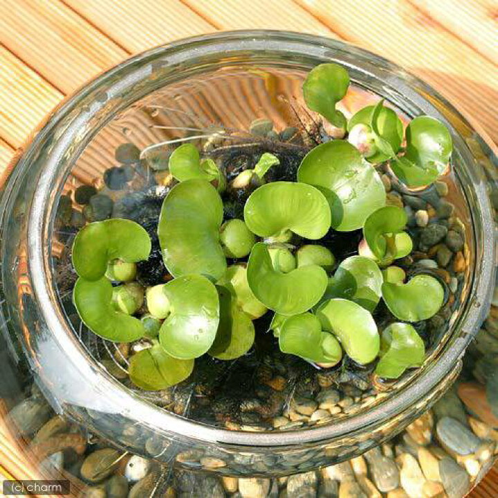 新作販売 水草 メダカ 金魚藻 国産 無農薬アナカリス ５本 おまかせ浮き草３種 無農薬 １株 Rmladv Com Br