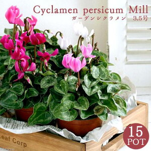 iϗtAjK[fVN@ԐF܂@3`3D5i15|bgj