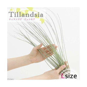 iϗtAjGA[vc@`WA@WZA@LTCYi1j