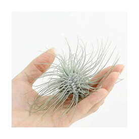 楽天市場 フックシーの通販