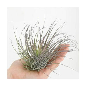 iϗtAjGA[vc@`WA@}OkVA[i@LTCYi1j