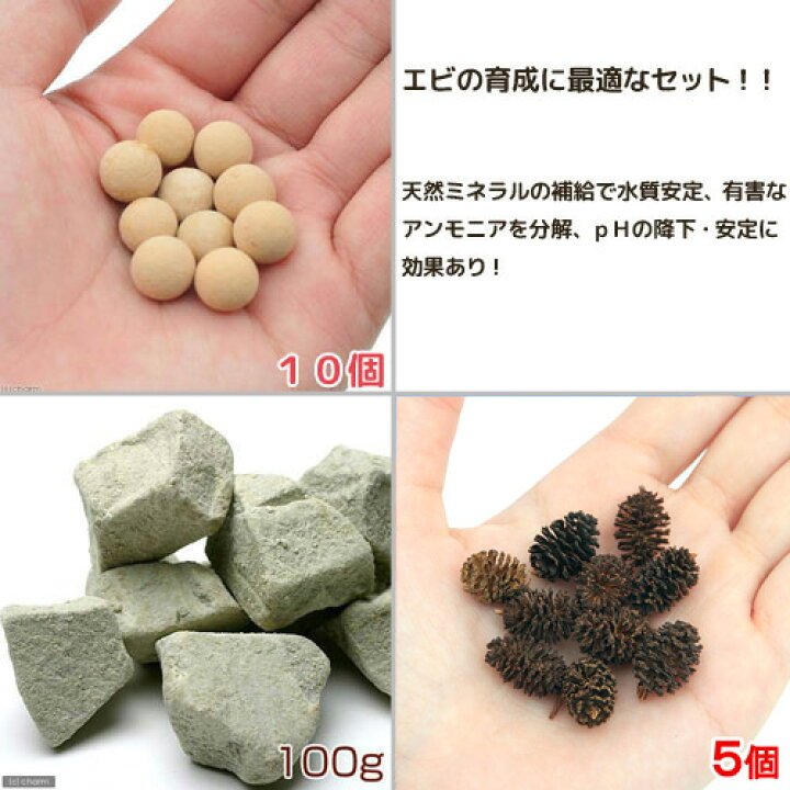 楽天市場 ビーシュリンプ水質向上セット 水質安定 アンモニア分解 エビ 飼育 関東当日便 Charm 楽天市場店