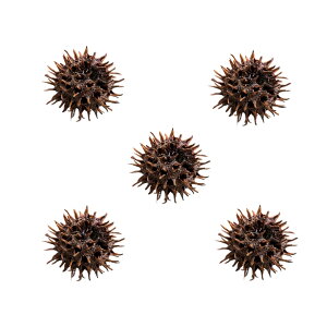 稚エビの隠れ家に最適 フウの実(モミジバフウの実) 5個 ビーシュリンプ 関東当日便