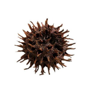 tE̎i~WotE̎j@50@NX}X@֓