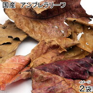 国産アンブレラリーフ　2袋（10〜14枚入り）　マジックリーフ（アピスト　ベタ　ビーシュリンプ）　関東…