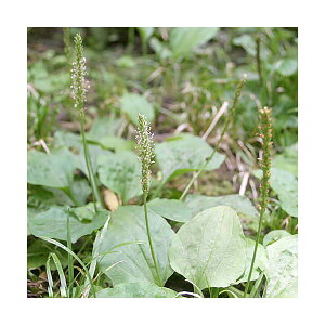 iR쑐jIIoRitqj@3i1|bgjixԁj