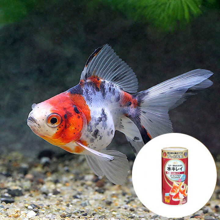 楽天市場】（国産金魚）キャリコ琉金（1匹）＋キョーリン ゴールド 