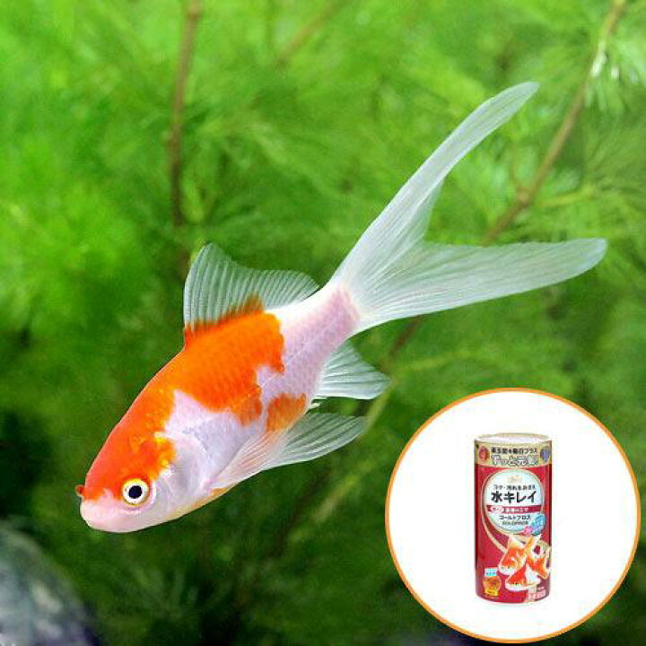 楽天市場】（国産金魚）コメット（1匹）＋キョーリン ゴールドプロス 