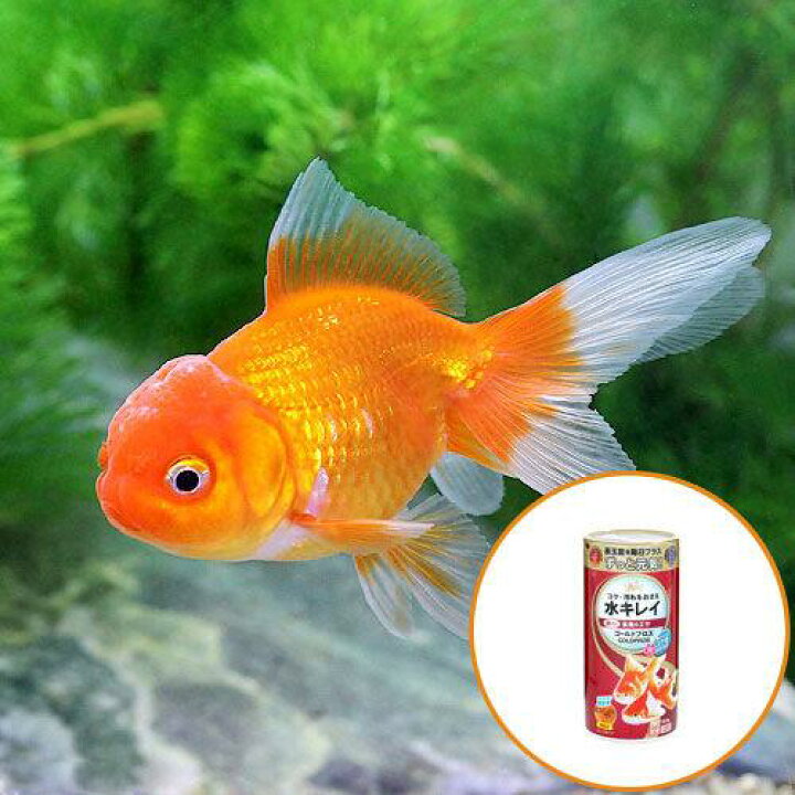 楽天市場】（国産金魚）オランダ獅子頭（1匹）＋キョーリン ゴールド 