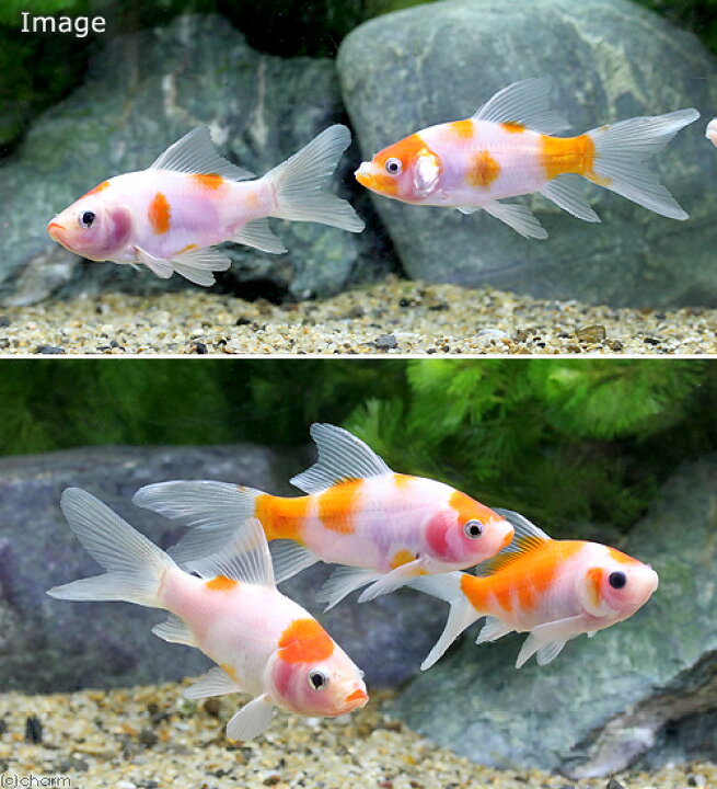 楽天市場 国産金魚 桜コメット 1匹 キョーリン 咲ひかり 金魚 色揚げ用 浮上 150g セット 本州四国限定 Charm 楽天市場店 楽天市場 国産金魚 桜コメット 1匹 キョーリン 咲ひかり 金魚 色揚げ用 浮上 150g セット 本州四国限定 Charm 楽天市場店