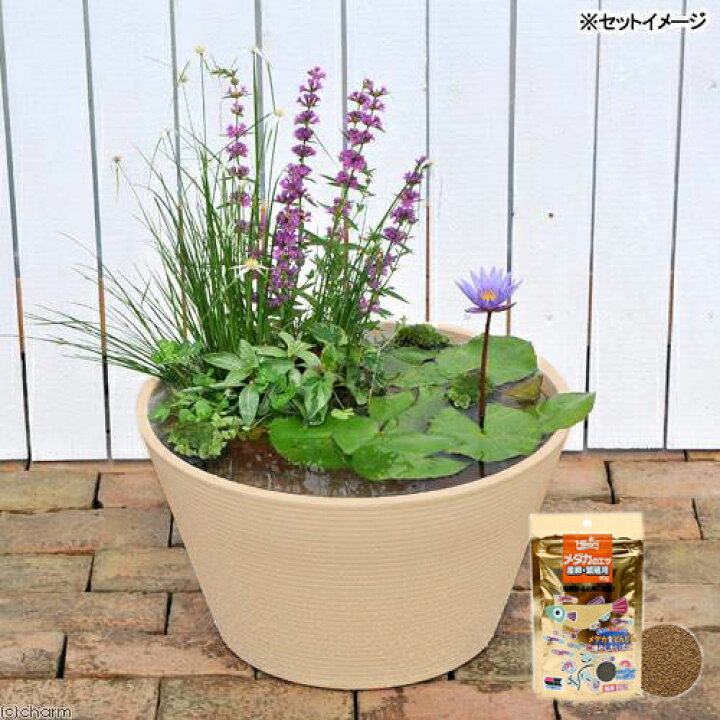 楽天市場 ビオトープ めだか はじめての熱帯性睡蓮セット キョーリン メダカのエサ 産卵 繁殖用 ４０ｇ 説明書付 本州四国限定 Charm 楽天市場店