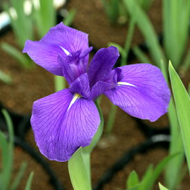 （ビオトープ）水辺植物　カキツバタ　多摩川（1ポット）（休眠株）紫花【HLS_DU】