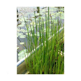 （ビオトープ）水辺植物　ネビキグサ（アンペライ）（1ポット）湿生植物【HLS_DU】