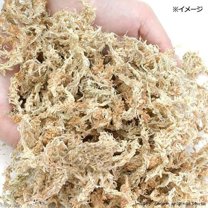 楽天市場 ウェットボックスシェルター ｓサイズ 爬虫類 ヘビ ヤモリ 産卵床 シェルター 関東当日便 Charm 楽天市場店
