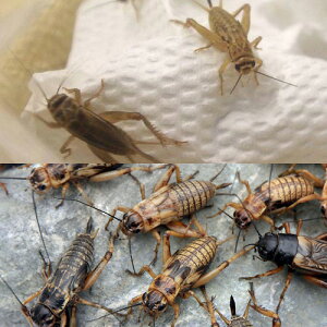 iajaZbg@CGREt^zV@MTCY2Zbg@e10v20O@a@kCEBq֗vۉ