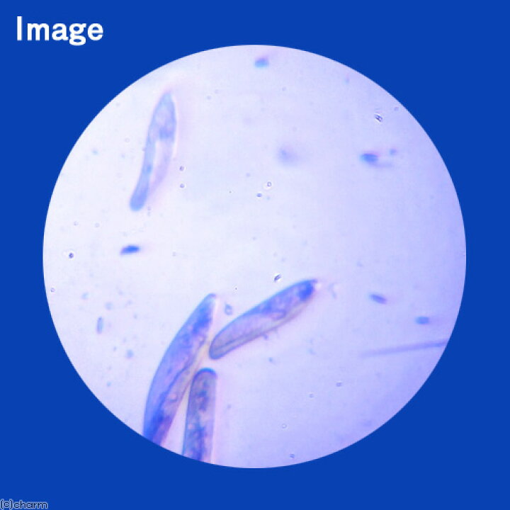 楽天市場 生餌 淡水用 微生物で水質向上セット エサ用ゾウリムシミックス ｐｓｂｑ１０ 本州四国限定 Charm 楽天市場店