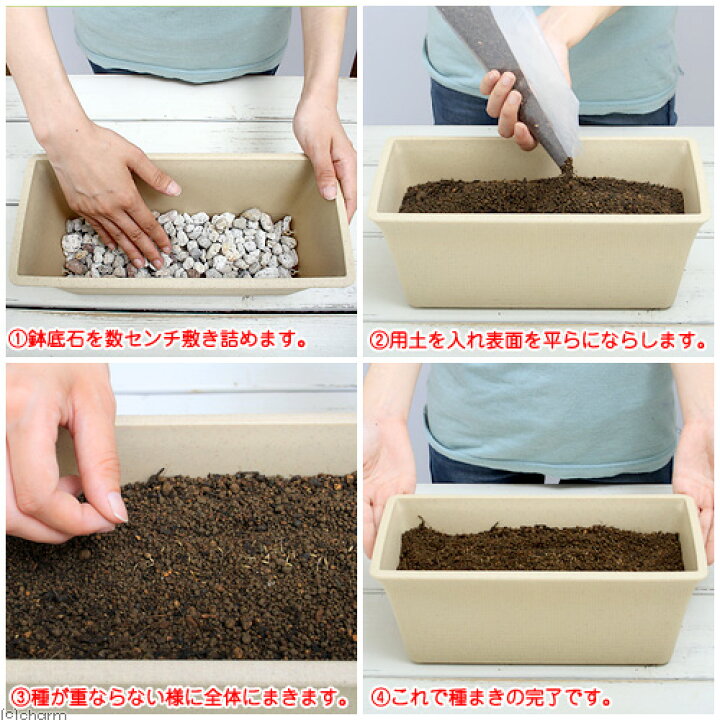 楽天市場 たんぽぽ栽培セット 種 土 プランター プレート 鉢底石 ブラウン リクガメ用 説明書付き 家庭菜園 お一人様５点限り 関東当日便 Charm 楽天市場店