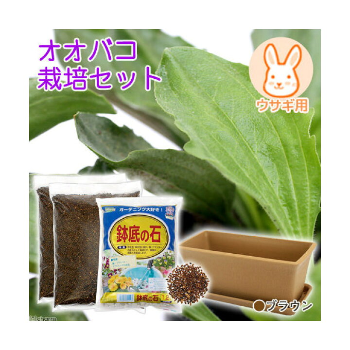 楽天市場 オオバコ栽培セット 種 土 プランター プレート 鉢底石 ブラウン うさぎ用 説明書付き 家庭菜園 お一人様5点限り 関東当日便 Charm 楽天市場店 楽天市場 オオバコ栽培セット 種 土 プランター プレート 鉢底石 ブラウン うさぎ用 説明書付き 家庭菜園 お一人様5点限り 関東当日便 Charm 楽天市場店