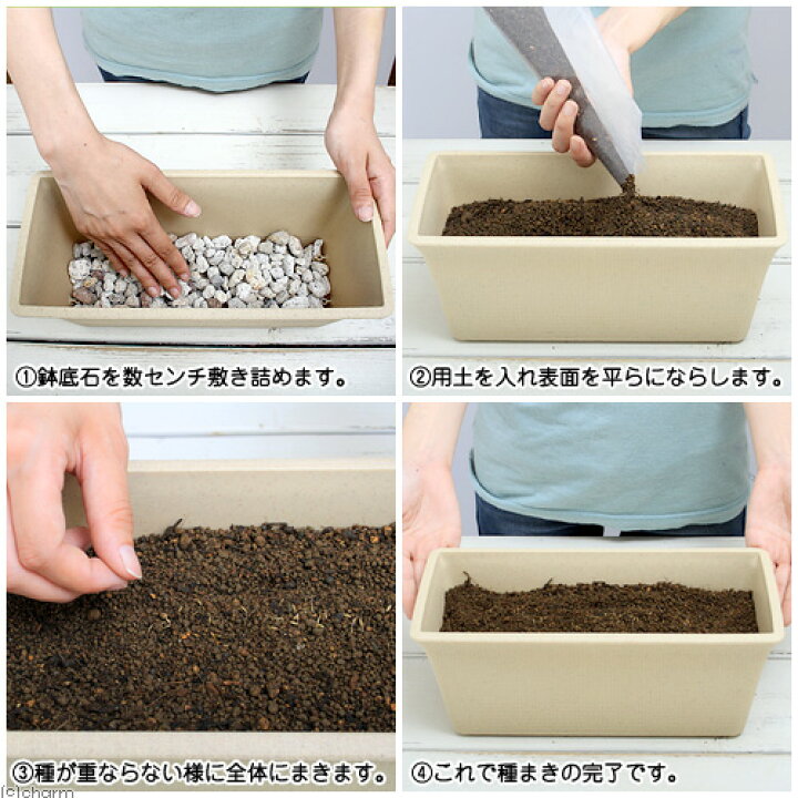 21年最新海外 ウィートグラス栽培セット 種 土 プランター プレート 鉢底石 ベージュ 小動物用 説明書付き 家庭菜園 お一人様5点限り Riosmauricio Com 21年最新海外 ウィートグラス栽培セット 種 土 プランター プレート 鉢底石 ベージュ 小動物用 説明書付き 家庭菜園 お一人様5点限り Riosmauricio Com