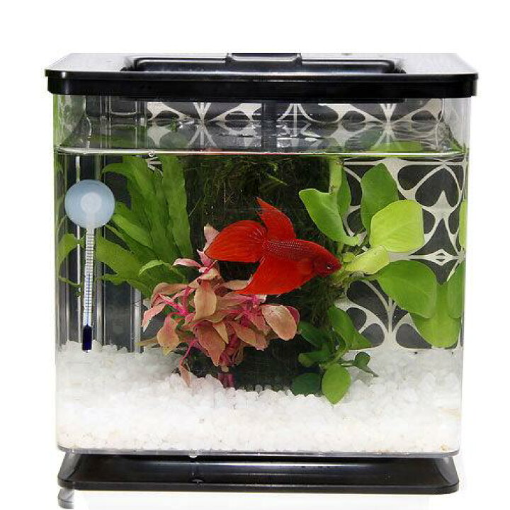 楽天市場 熱帯魚 ｇｅｘ 楽アクア ブラック 器具 水草セット 本州四国限定 Charm 楽天市場店