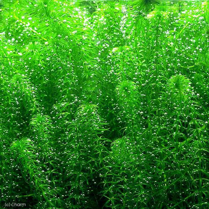 安心の定価販売 水草 ウィローモス 水中葉 無農薬 １パック Discoversvg Com