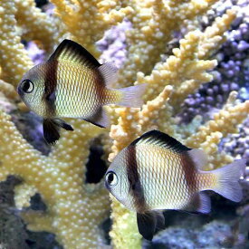 楽天市場 チャーム 種 観賞魚 スズメダイ 観賞魚 熱帯魚 アクアリウム ペット ペットグッズの通販