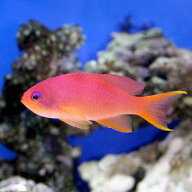 （海水魚）キンギョハナダイ　メス（3匹）