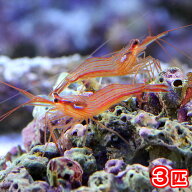 （海水魚）エビ　ペパーミントシュリンプ（ブリード）（3匹）カーリー対策　北海道・九州航空便要保温