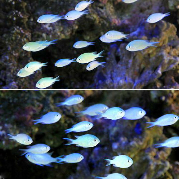 楽天市場】（海水魚）デバスズメダイ Sサイズ（10匹） : charm 楽天 