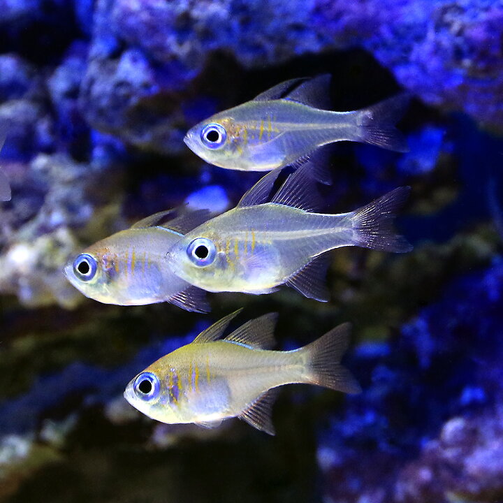 （海水魚）沖縄産 イトヒキテンジクダイ（５匹） charm 