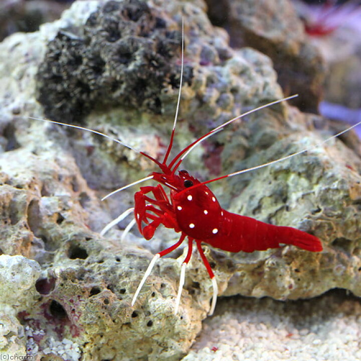 海水魚 エビ スカンクシュリンプ ３匹 ｓサイズ 税込 スカンクシュリンプ
