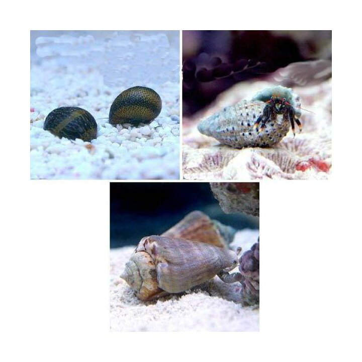 楽天市場 海水魚 貝 ヤドカリ 30cm水槽用 おすすめクリーナーセット コケ 底砂の掃除 1セット 北海道 九州航空便要保温 Charm 楽天市場店 楽天市場 海水魚 貝 ヤドカリ 30cm水槽用 おすすめクリーナーセット コケ 底砂の掃除 1セット 北海道 九州航空便要保温 Charm 楽天市場店