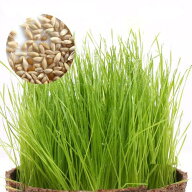 チモシーの種　5g（1袋）　牧草　栽培　家庭菜園　種子　関東当日便