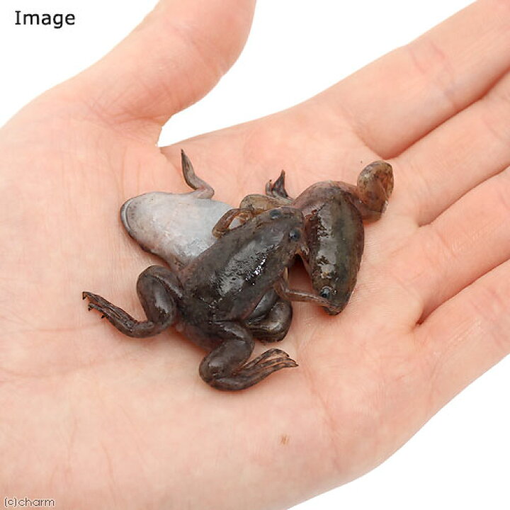楽天市場 冷凍 冷凍餌用カエル アフリカツメガエル １０匹 爬虫類エサ 無添加 無着色 別途クール手数料 常温商品同梱不可 Charm 楽天市場店